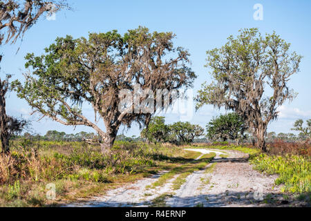 Prairie paesaggio con alberi di quercia e il sentiero percorso in Myakka River State Park riserva selvaggia di Sarasota in Florida Foto Stock