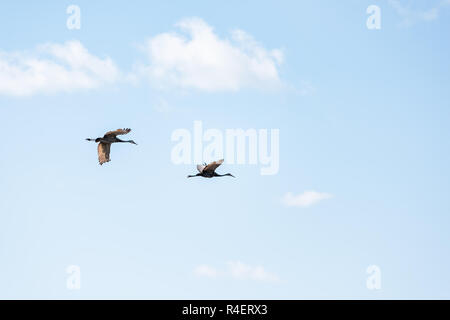 Due gru Sandhill uccelli isolati nel cielo sopra il foro profondo famoso lago del coccodrillo di stagno in Myakka River State Park, Sarasota, Florida Foto Stock