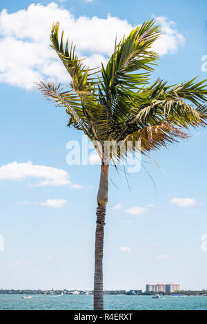 Una verticale Palm tree foglie nel vento verde colorate isolata contro il cielo blu di Sarasota in Florida durante la giornata di sole, cityscape, bay, edifici Foto Stock