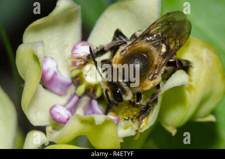 Long-cornuto Bee, Eucera sp., con pollinia bloccato alle gambe, sul verde, milkweed Asclepias viridis Foto Stock