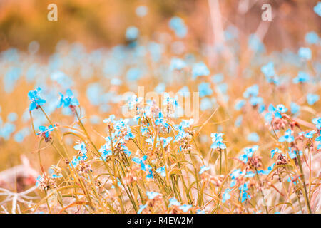 Fiori Selvatici Tradescantia occidentalis Spiderwort fiori blu con tre petali closeup in Paynes Prairie preservare parco dello stato a Gainesville, Florida Foto Stock