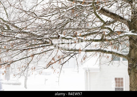 Vista dalla finestra a nevicare meteo, tempesta di neve, Storm, rovere rami di alberi coperti di neve, nel cortile cortile anteriore con le case, street, neighb residenziale Foto Stock