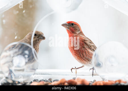 Due curiose cercando, coppia, coppia, femmina, maschio rosso house finch uccelli closeup seduta appollaiato sulla finestra di persico alimentatore, tenendo nel becco, sgusciatura eatin Foto Stock