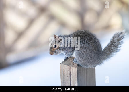 Closeup ritratto di uno scoiattolo grigio freddo in caso di neve, nevicava, tempesta di neve, storm seduti sulla terrazza di legno pole, post, house, casa, guardando curioso Foto Stock