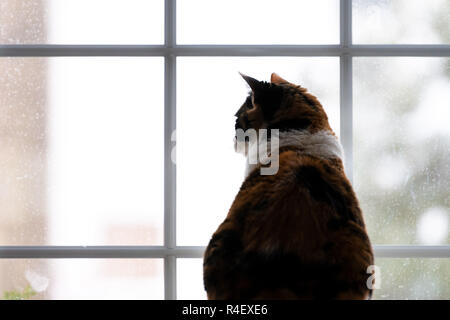 Alle spalle di calico cat back seduta all'interno, indoor, in interni in casa, camera home bird watching, guardando fuori, attraverso la finestra al di fuori, all'aperto, caccia Foto Stock