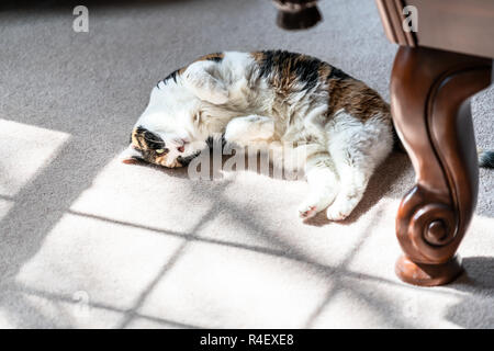 Primo piano della felice calico corto pelo di gatto bianco con stomaco di dormire sul livello di tappeti, sdraiato sul lato in camera da letto soggiorno all'interno di casa al coperto, paw Foto Stock