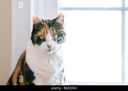 Closeup ritratto di gatta calico, testa, viso seduti davanti alla finestra, cercando, guardando con brillante luce solare naturale, di luce, retroilluminazione, luce posteriore, b Foto Stock