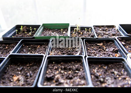 Primo piano di molti contenitori, scatole con suolo, verde piccoli germogli, piantine germogliazione, crescente contro la luminosa luce del sole, luce naturale dalla finestra, NOB Foto Stock