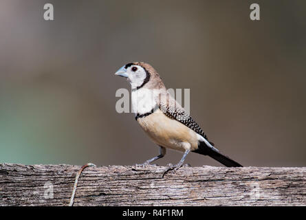 Doppio sbarrate Finch seduto su una recinzione Foto Stock