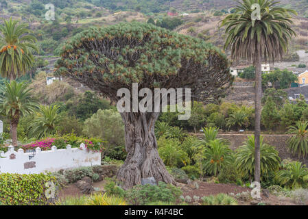 El Drago Milenario, Icod de los Vinos, Tenerife, Isole Canarie, Spagna, Europa Foto Stock