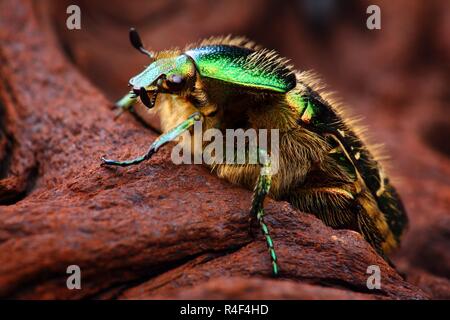 Estremamente dettagliate e nitide nelle foto di Scarabeus (Cetonia aurata) beetle. L'immagine viene impilato da tanti colpi in una immagine nitida. Foto Stock