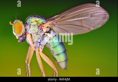 Estremamente nitide e studio dettagliato di un piccolo fly prese con lenti macro impilati da molte immagini in una molto affilati foto. Foto Stock