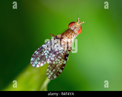 Estremamente nitide e studio dettagliato di un piccolo fly prese con lenti macro impilati da molte immagini in una molto affilati foto. Foto Stock