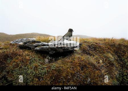 Kea pappagallo sulla grande roccia, circondata da Moss e di erba e la nebbia in background, Nuova Zelanda, Milford Track Foto Stock