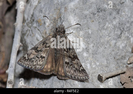 Rocky Mountain Duskywing, Gesta telemachus, donna Foto Stock