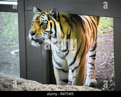 Vista ravvicinata di una tigre Foto Stock