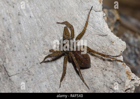 Thinlegged Wolf Spider, Pardosa sp. Foto Stock
