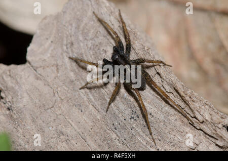 Thinlegged Wolf Spider, Pardosa sp. Foto Stock