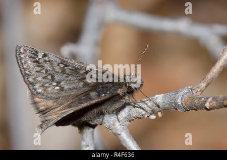 Rocky Mountain Duskywing, Gesta telemachus, maschio Foto Stock