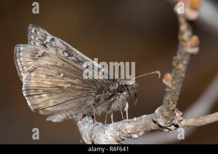 Rocky Mountain Duskywing, Gesta telemachus, maschio Foto Stock