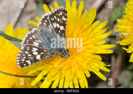 Comune scacchiato-skipper, Burnsius communis, nettare femminile dal Dandelion comune, Taraxacum officinale Foto Stock