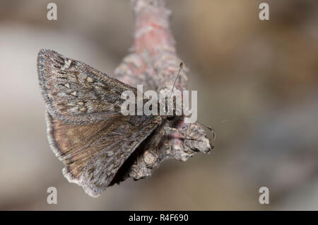 Rocky Mountain Duskywing, Gesta telemachus, maschio Foto Stock