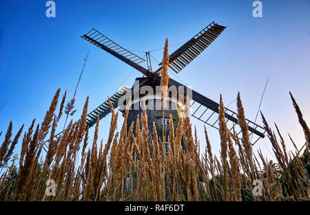 Mulino a vento olandese dietro il cornfield, in Benz sull'isola di Usedom. Germania Foto Stock