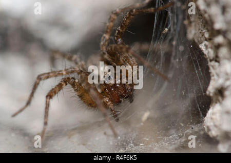 Funnelweb Spider, Famiglia Agelenidae Foto Stock