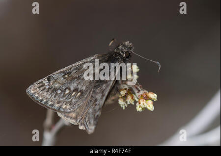 Rocky Mountain Duskywing, Gesta telemachus, maschio Foto Stock