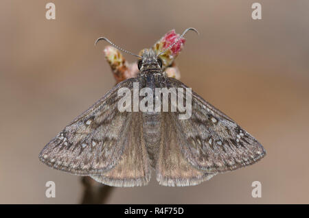 Rocky Mountain Duskywing, Gesta telemachus, maschio Foto Stock