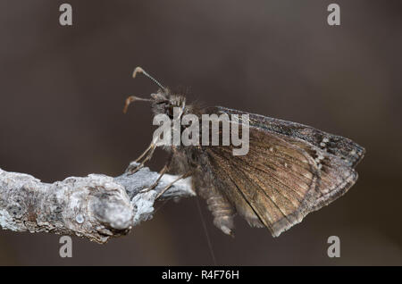 Rocky Mountain Duskywing, Gesta telemachus, maschio Foto Stock