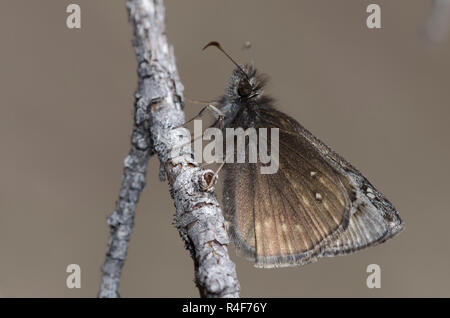 Rocky Mountain Duskywing, Gesta telemachus, maschio Foto Stock