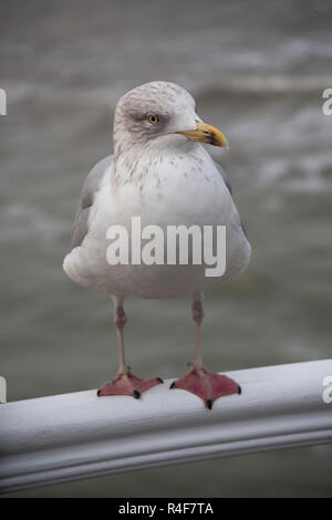 Chiudere fino a seagull sulle ringhiere Molo di Brighton Regno Unito piumaggio invernale Foto Stock