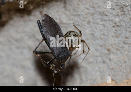 Casa comune ragno, Parasteatoda tepidariorum, con foglie-footed Bug, Famiglia Coreidae, preda Foto Stock