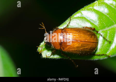 Può Beetle, Serica sp. Foto Stock