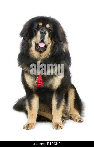 Grande e bella Tibetan mastiff cane Foto Stock