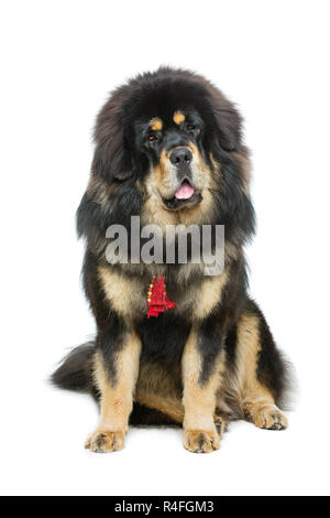 Grande e bella Tibetan mastiff cane Foto Stock