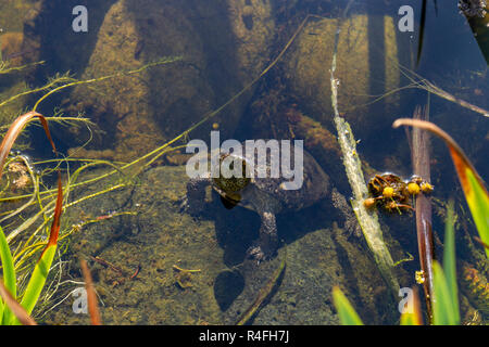 Un pacifico laghetto tartaruga (o western pond turtle), seduta su una roccia vicino alla superficie dell'acqua, lo Zoo di San Diego, California, Stati Uniti. Foto Stock