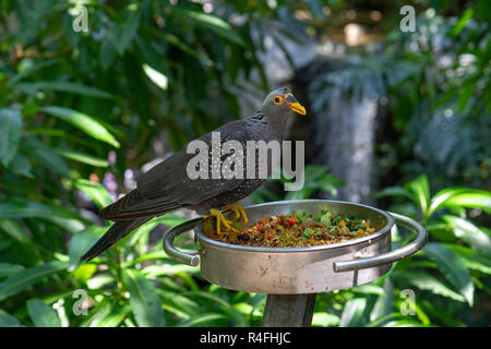 Un africano oliva-pigeon all'interno Scripps voliera, lo Zoo di San Diego, California, Stati Uniti. Foto Stock