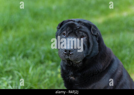 Bel vecchio cane sharpei Foto Stock