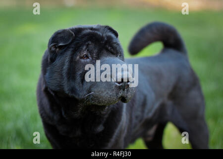 Bel vecchio cane sharpei Foto Stock