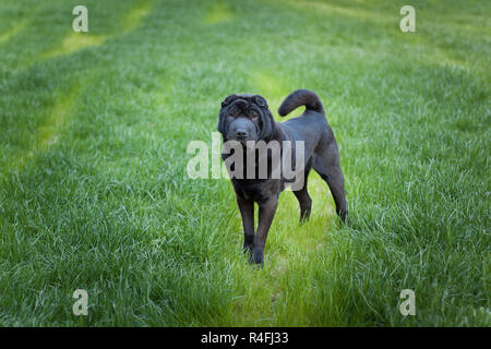 Bel vecchio cane sharpei Foto Stock