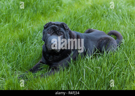 Bel vecchio cane sharpei Foto Stock