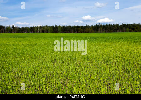 Grano germogliato in primavera Foto Stock