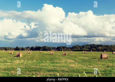 Haystacks o rotoli di fieno sul campo estivo Foto Stock