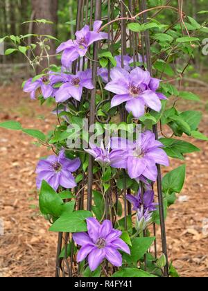 Clematide viola o regina dei vigneti, una vite rampicante, che cresce su una verticale di traliccio metallico in un giardino nel centro di Alabama. Foto Stock