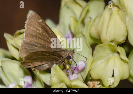 Confuso Cloudywing, Cecropterus confusis, maschio su erba verde, Asclepias viridis Foto Stock