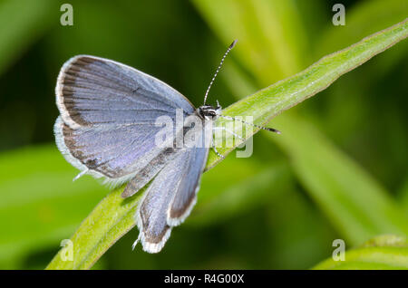 Codato orientale-blu, Cupido comyntas, maschio Foto Stock