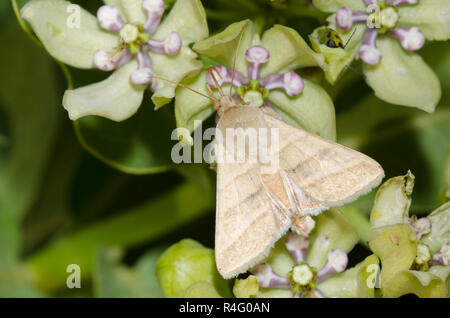 Il tabacco Budworm Tarma Chloridea virescens, sul verde, milkweed Asclepias viridis Foto Stock