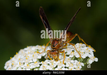 Carta Wasp, Polistes sp., achillea, Achillea millefolium Foto Stock